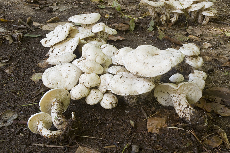 Clitocybe connata (door Nico Dam)