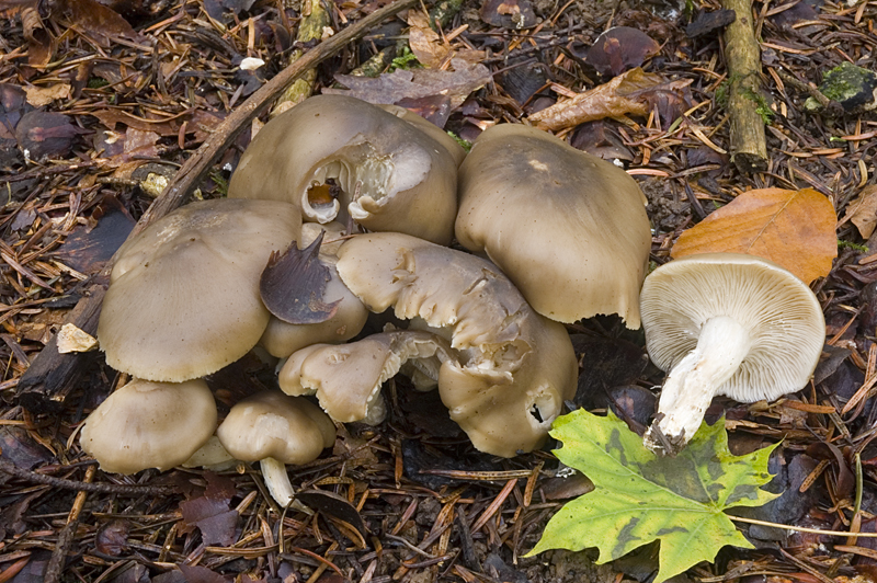 Lyophyllum decastes (door Nico Dam)