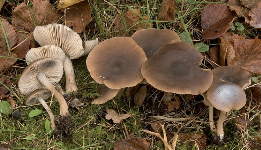 Lyophyllum deliberatum (door Nico Dam)