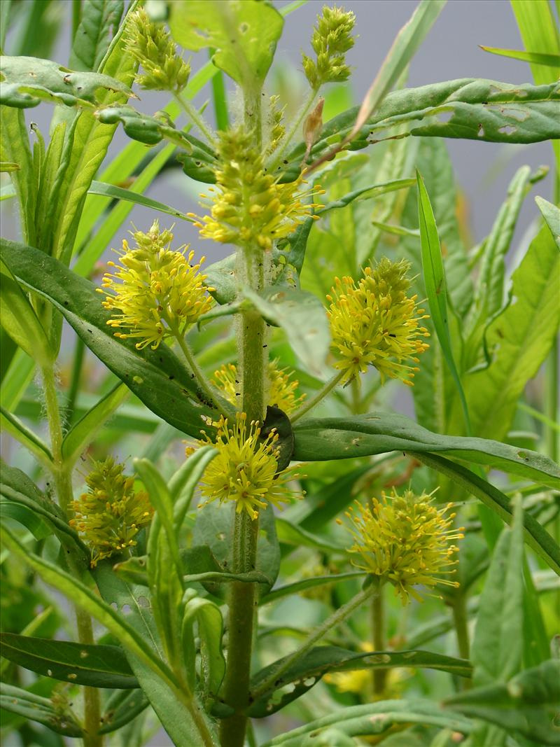 Lysimachia thyrsiflora (door Adrie van Heerden)