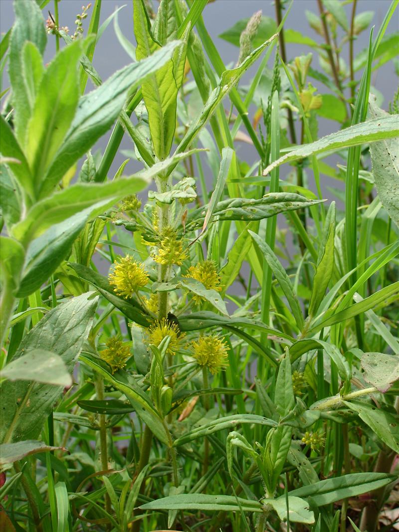 Lysimachia thyrsiflora (door Adrie van Heerden)