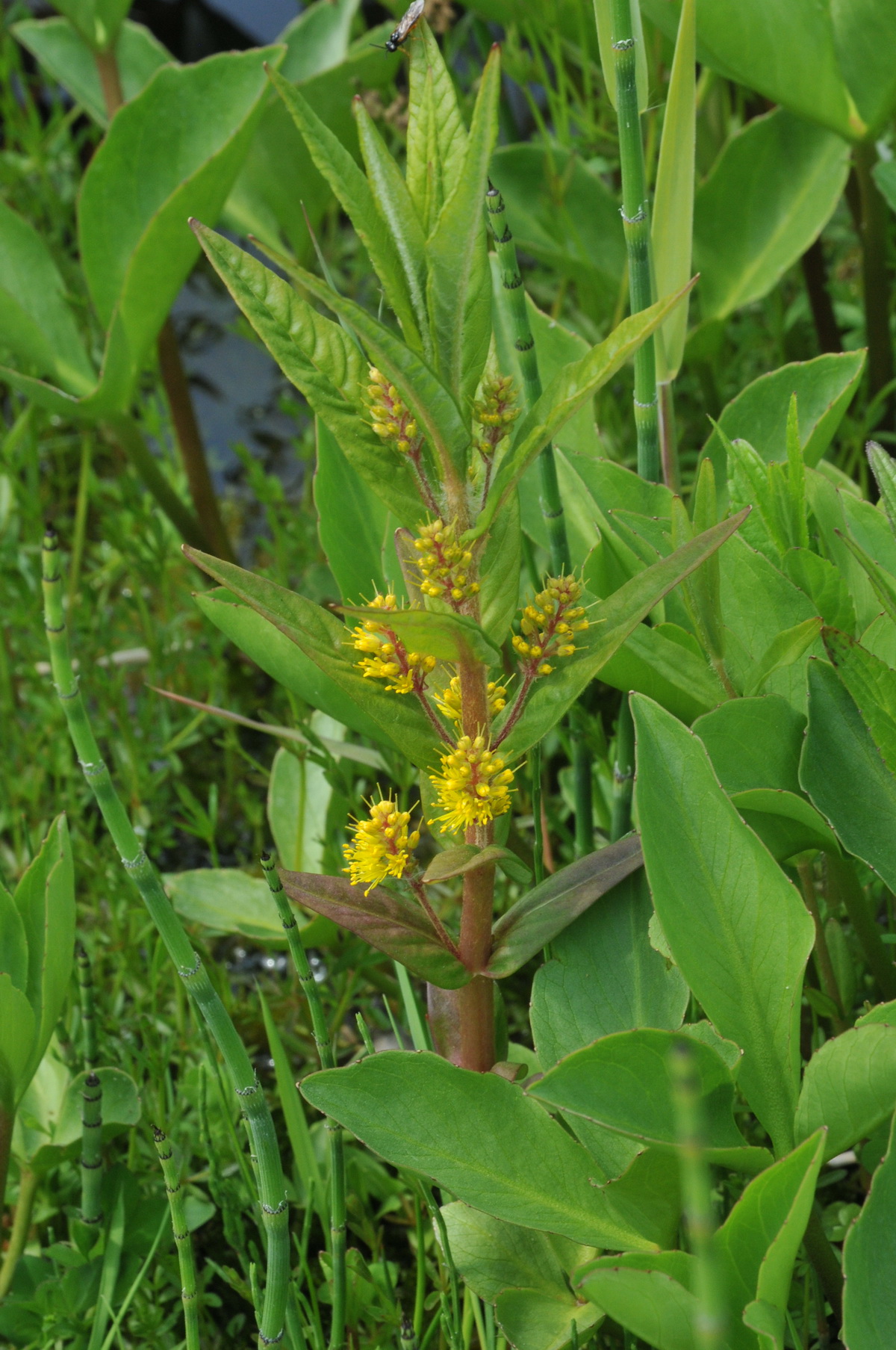 Lysimachia thyrsiflora (door Hans Toetenel)