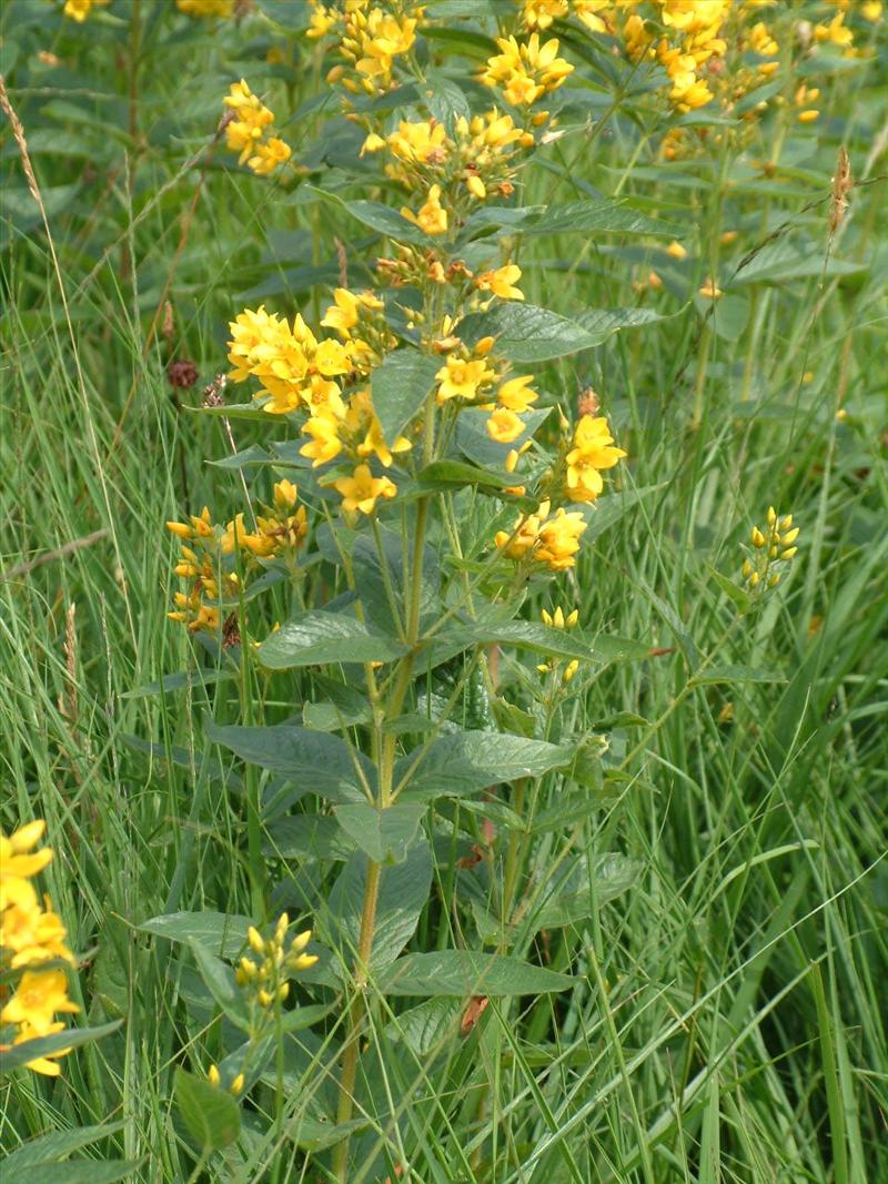 Lysimachia vulgaris (door Adrie van Heerden)