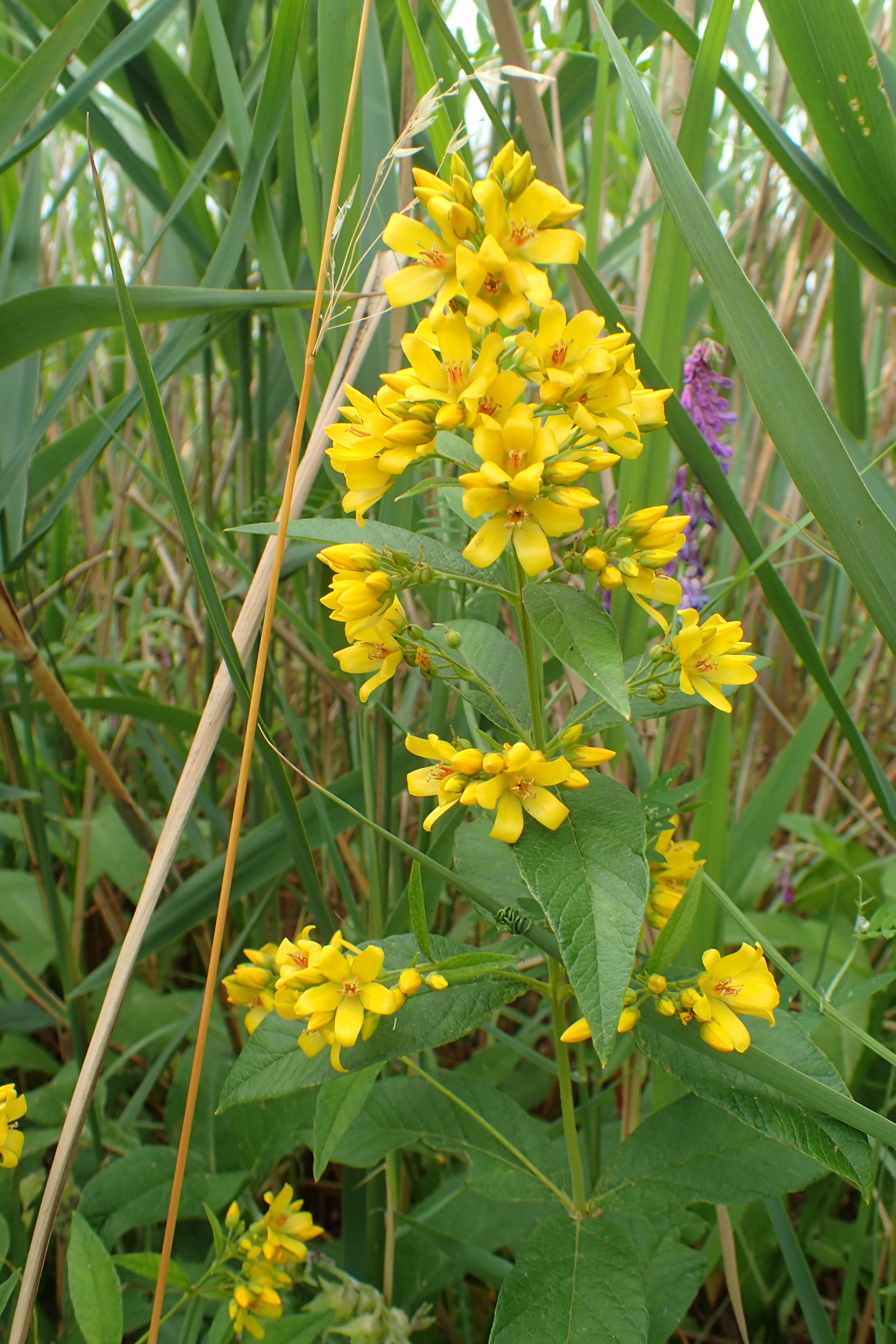 Lysimachia vulgaris (door Adrie van Heerden)