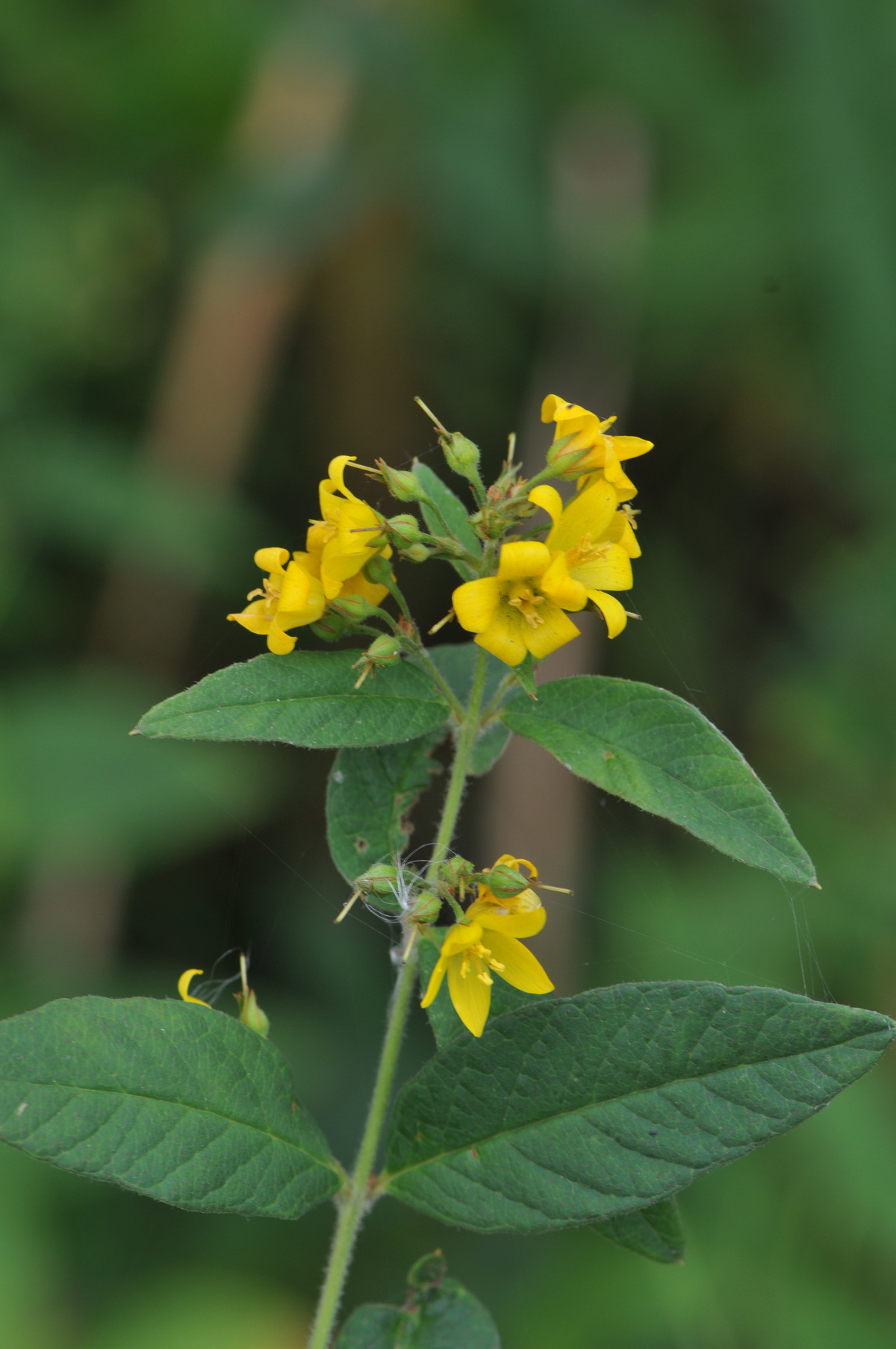 Lysimachia vulgaris (door Hans Toetenel)