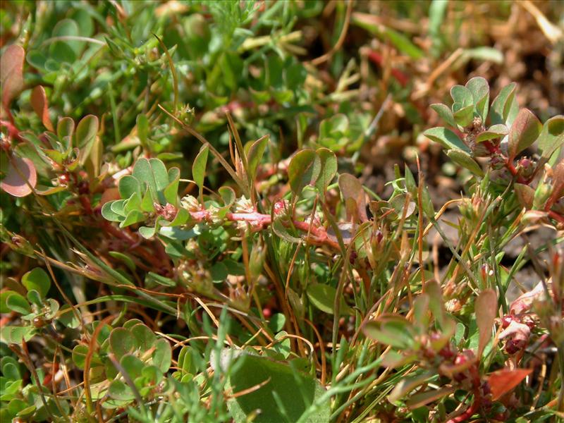 Lythrum portula (door Adrie van Heerden)