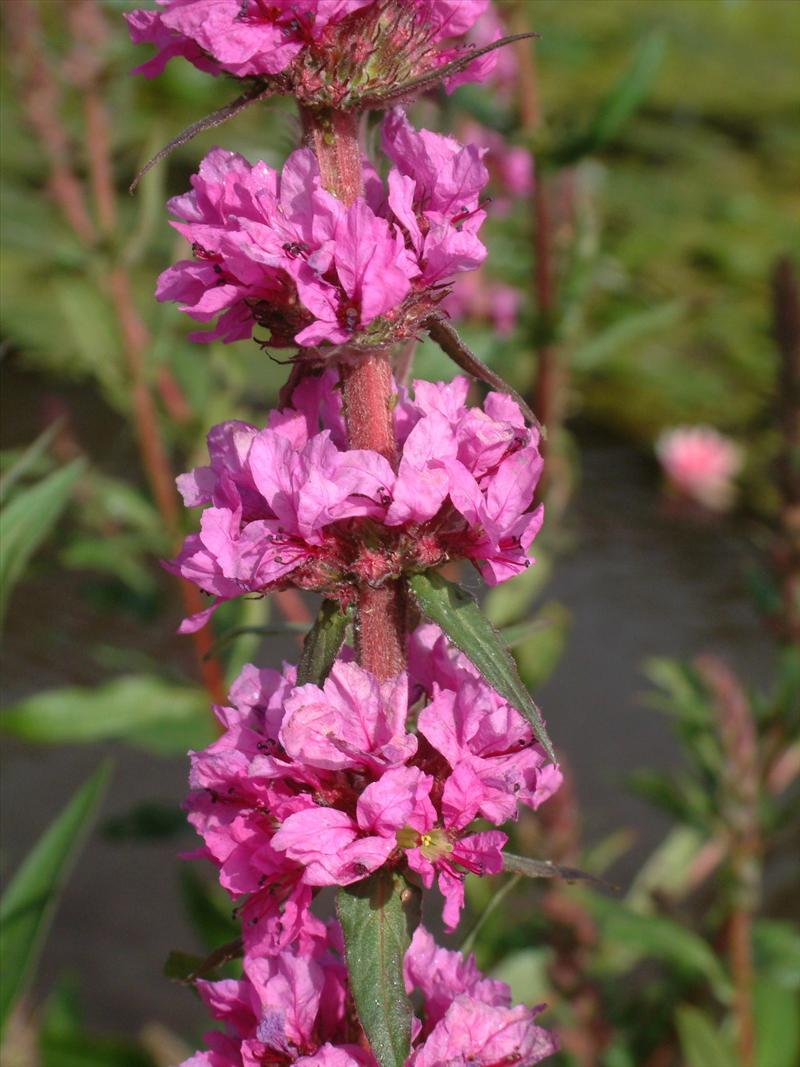 Lythrum salicaria (door Adrie van Heerden)