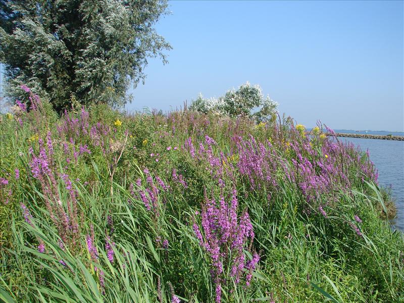 Lythrum salicaria (door Adrie van Heerden)