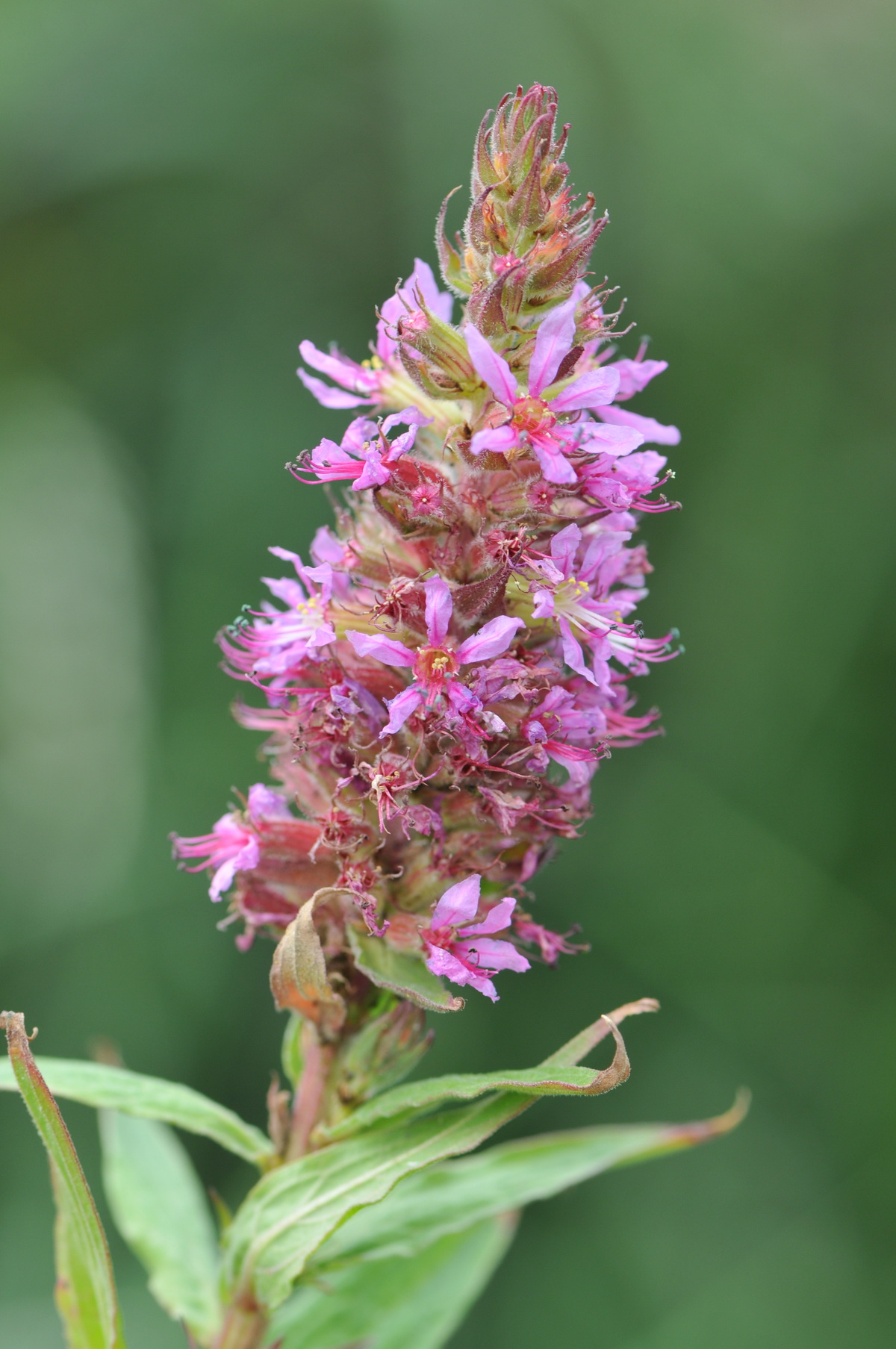 Lythrum salicaria (door Hans Toetenel)