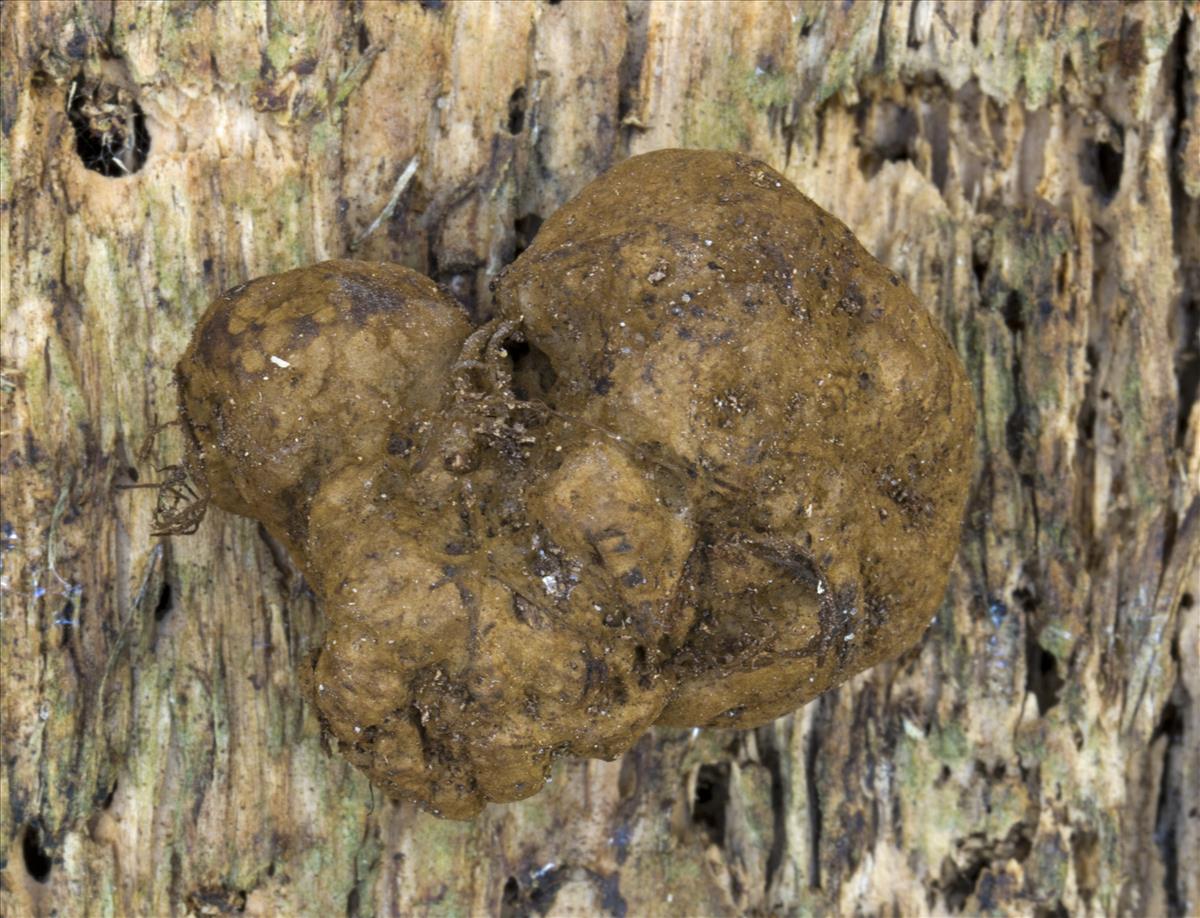 Melanogaster ambiguus (door Menno Boomsluiter)