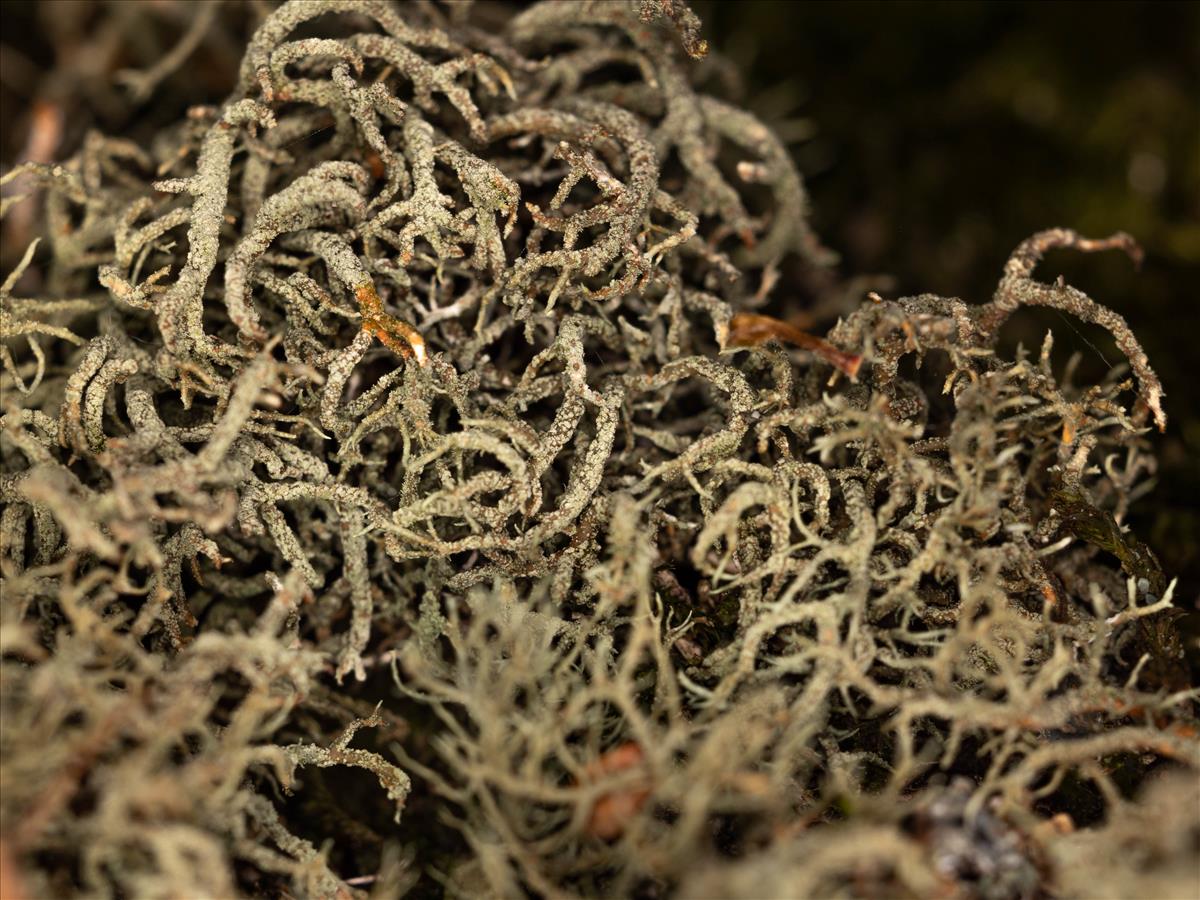 Usnea rubicunda (door Matthijs Molenaar)