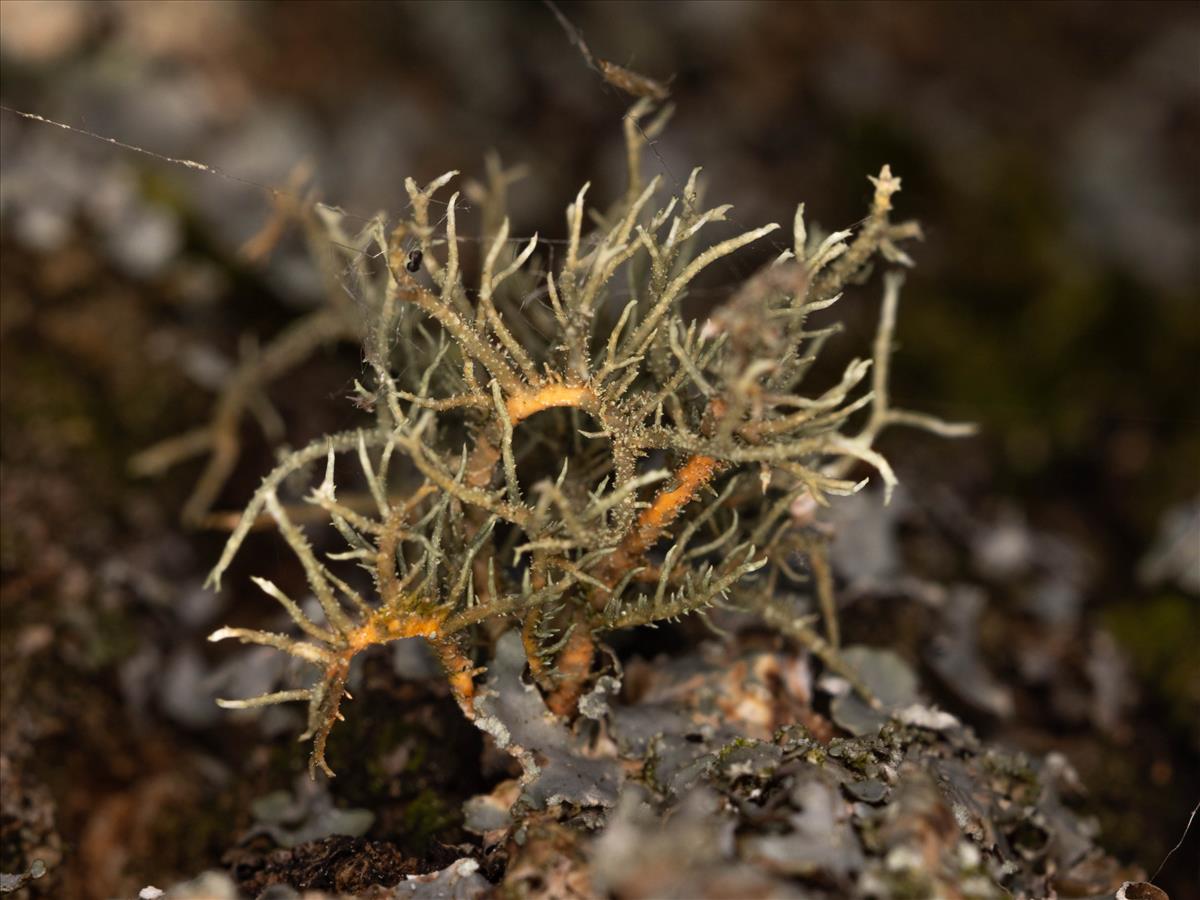 Usnea rubicunda (door Matthijs Molenaar)