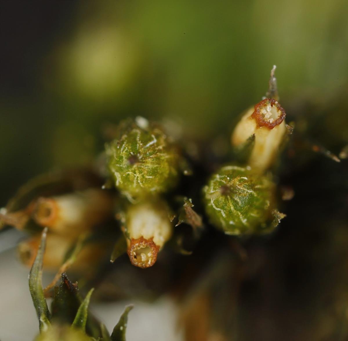 Orthotrichum acuminatum (door Gerben Boer)