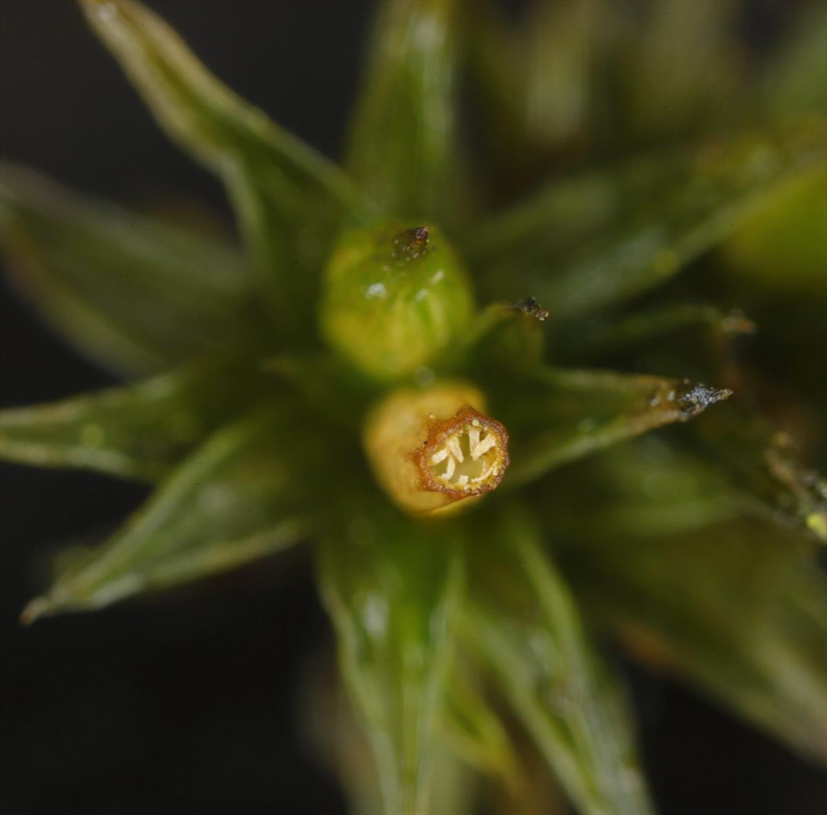 Orthotrichum acuminatum (door Gerben Boer)