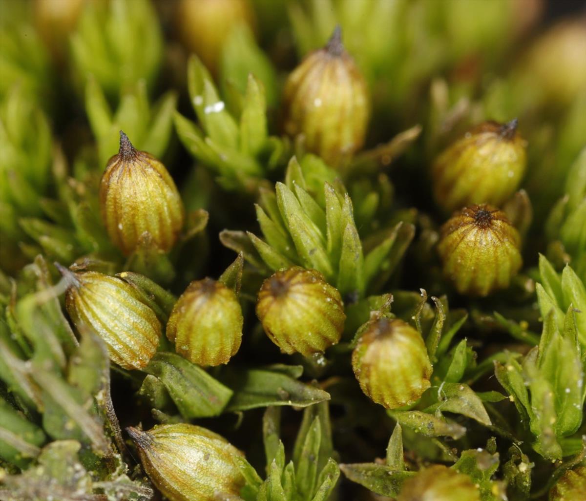 Orthotrichum pumilum (door Gerben Boer)