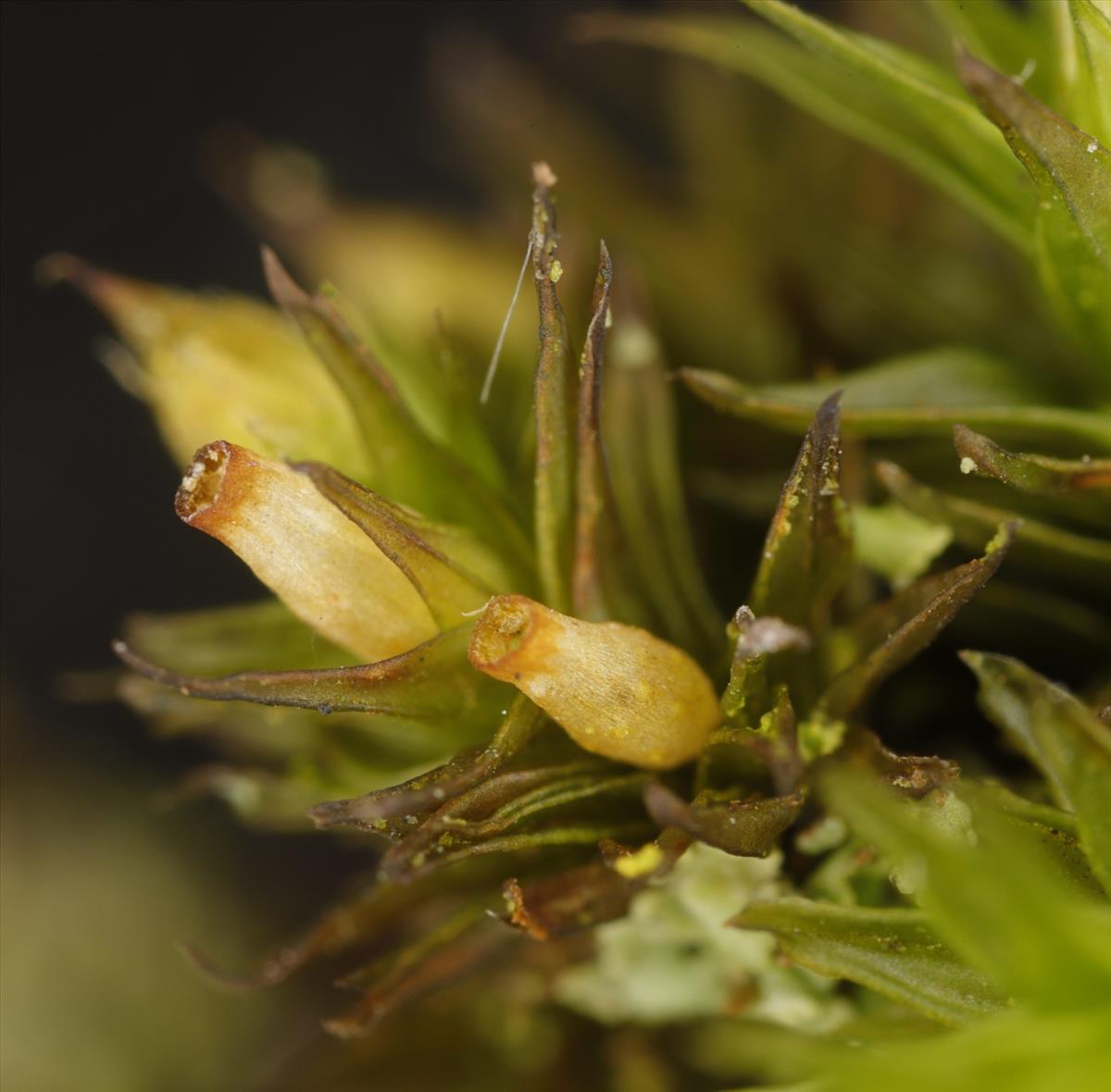 Orthotrichum acuminatum (door Gerben Boer)