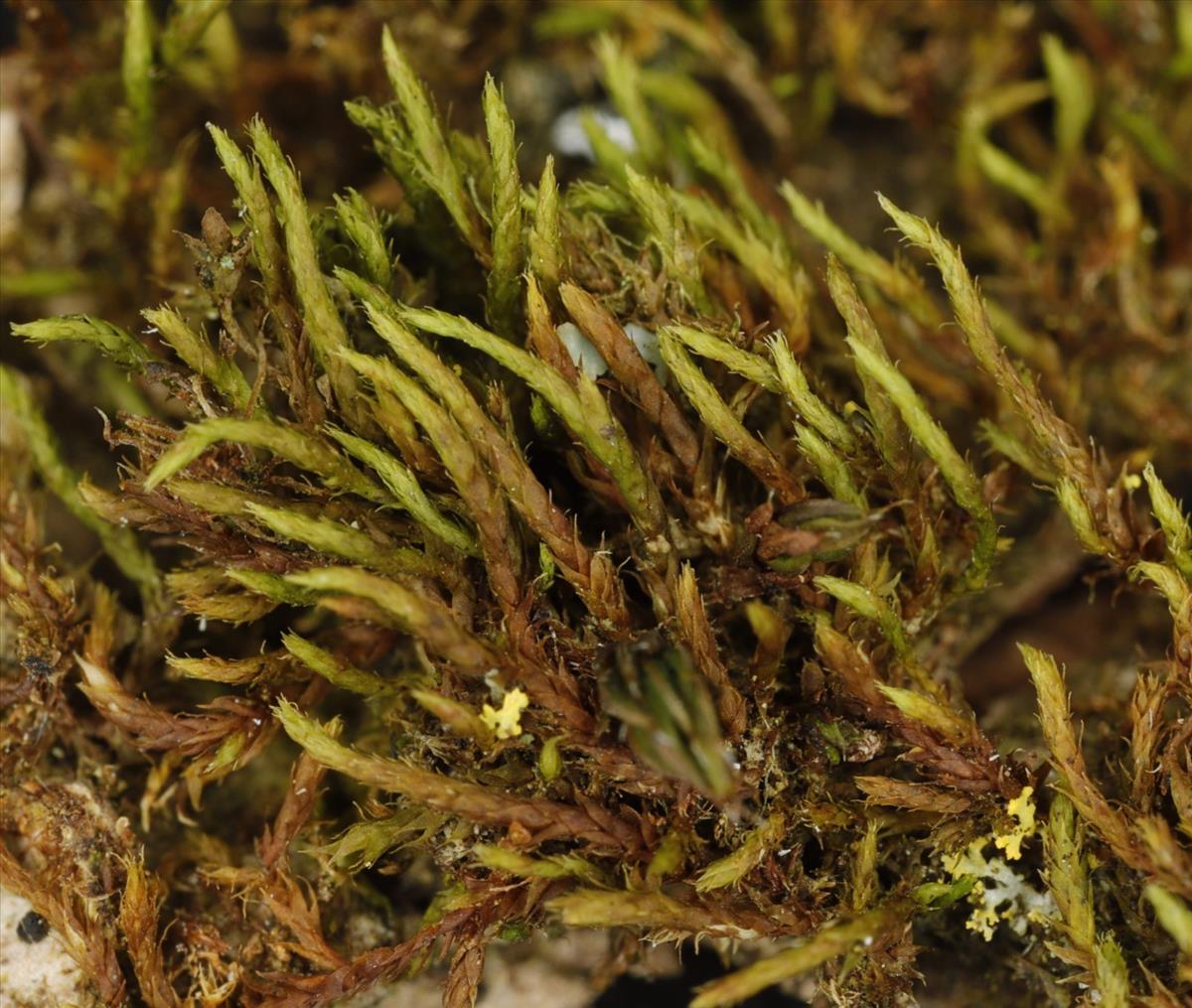 Habrodon perpusillus (door Gerben Boer)