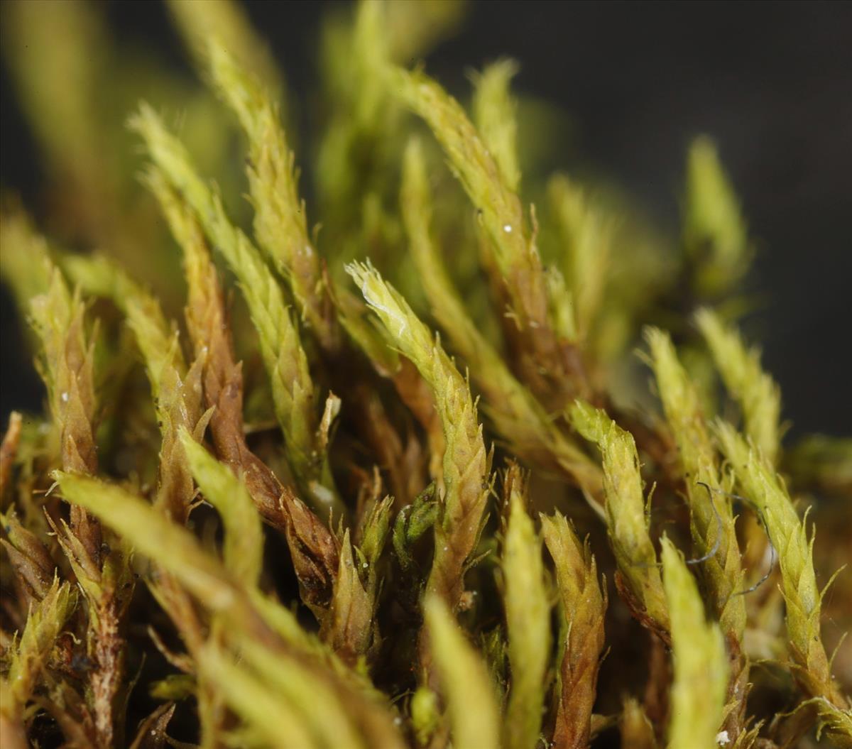 Habrodon perpusillus (door Gerben Boer)