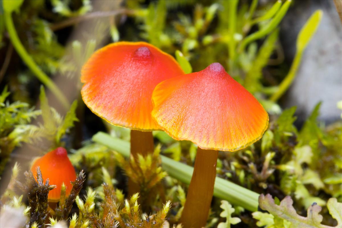 Hygrocybe conica var. conicopalustris (door Menno Boomsluiter)