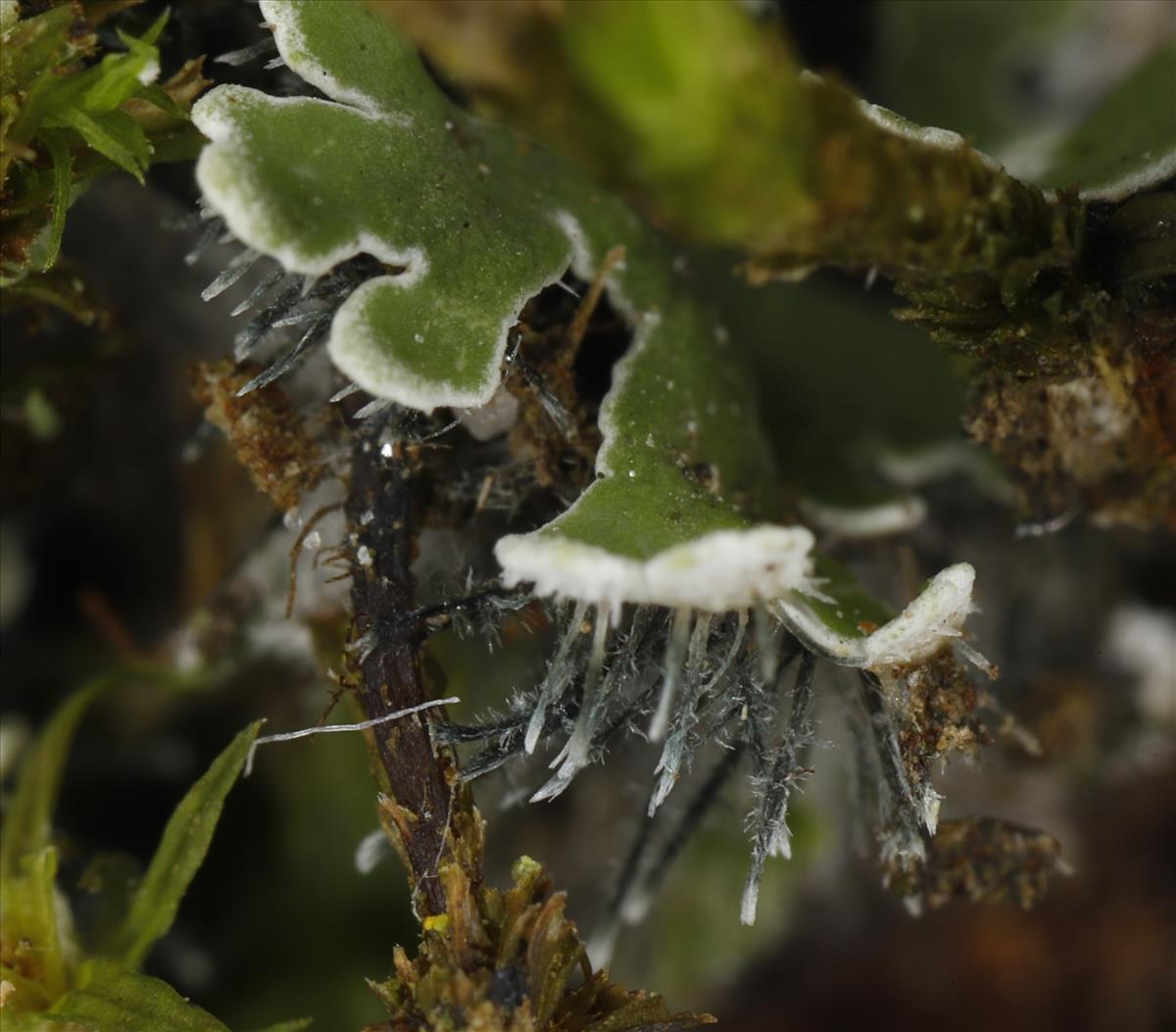 Physconia distorta (door Gerben Boer)