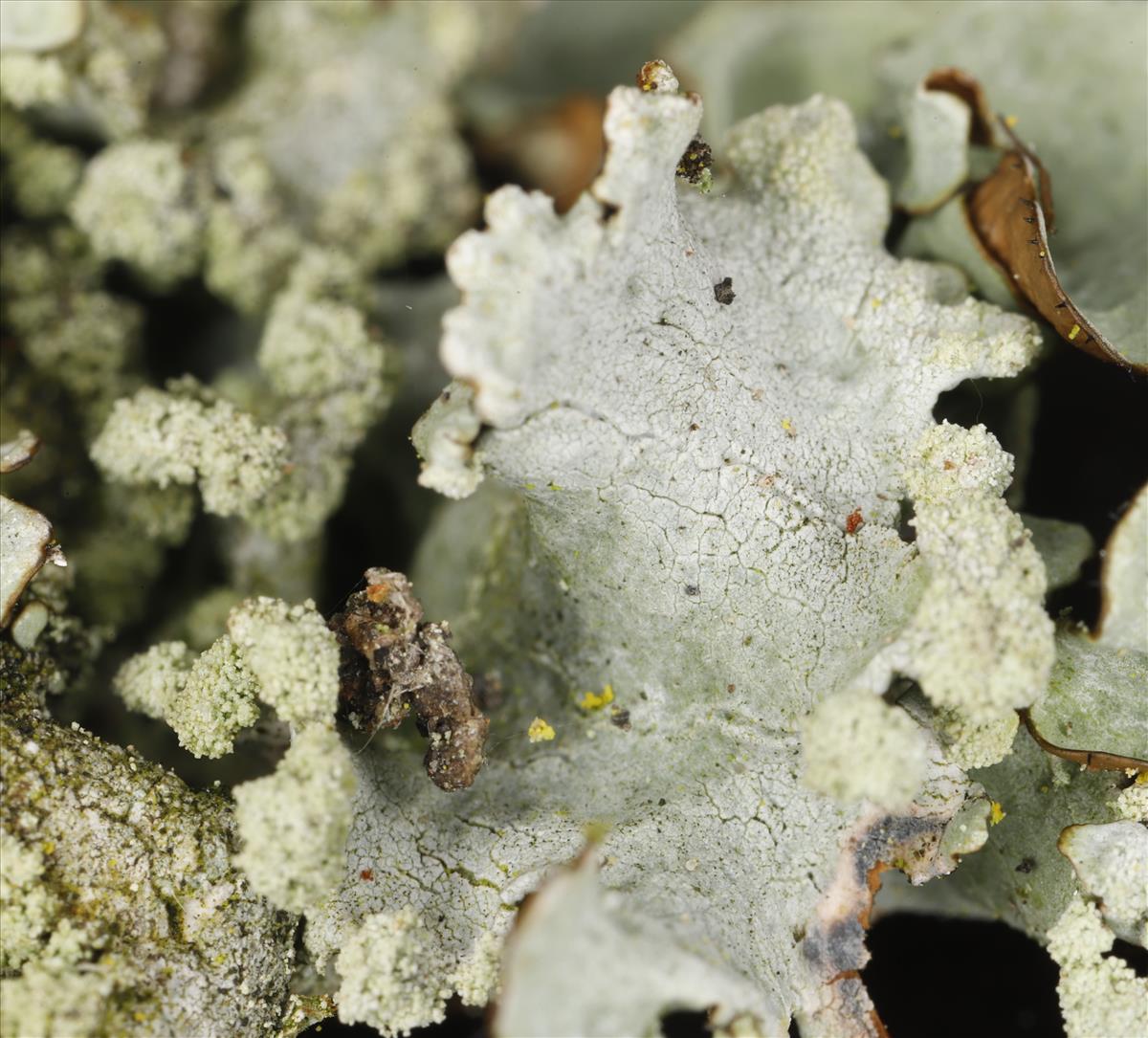 Parmotrema pseudoreticulatum (door Gerben Boer)