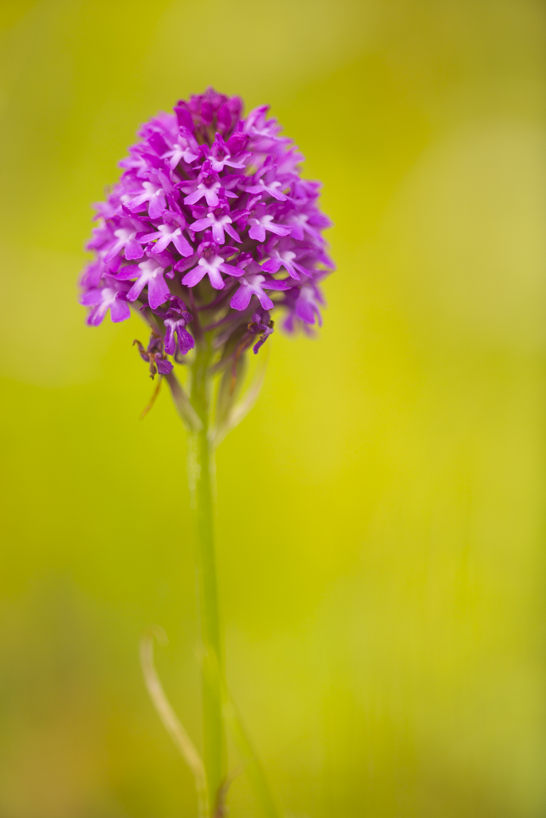 Anacamptis pyramidalis (door Mart Smit)