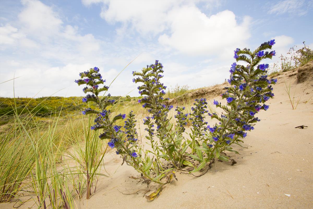 Echium vulgare (door Mart Smit)