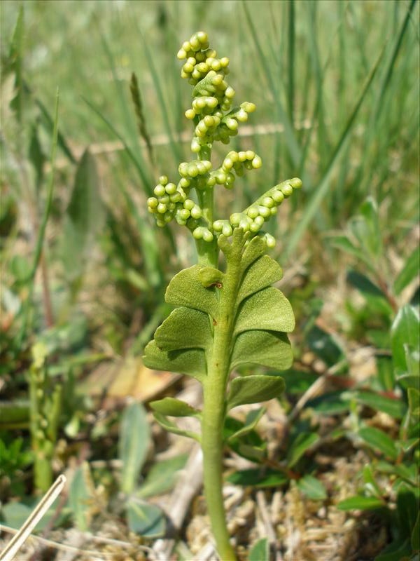 Botrychium lunaria (door Piet Bremer )