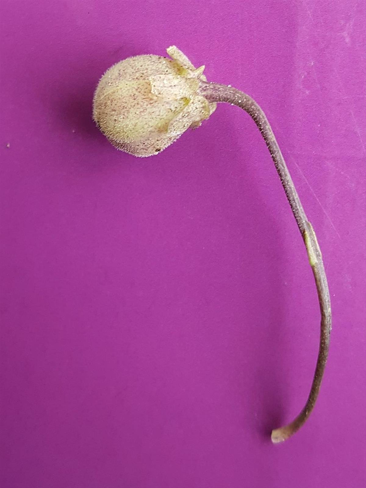 Viola odorata (door Hanneke Waller)