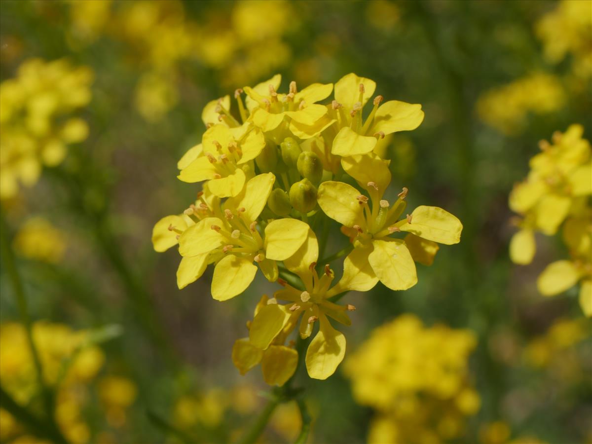 Sisymbrium austriacum subsp. chrysanthum (door Fred Severin)