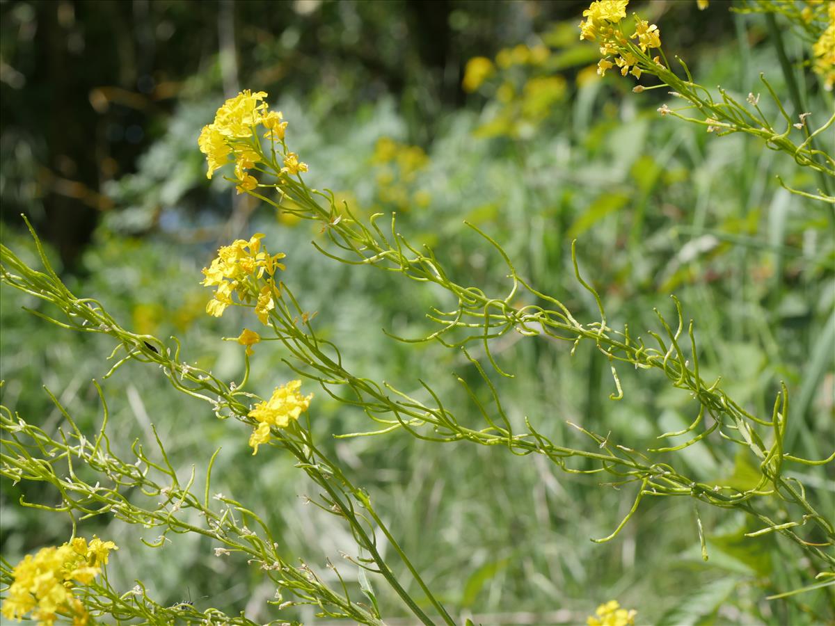 Sisymbrium austriacum subsp. chrysanthum (door Fred Severin)