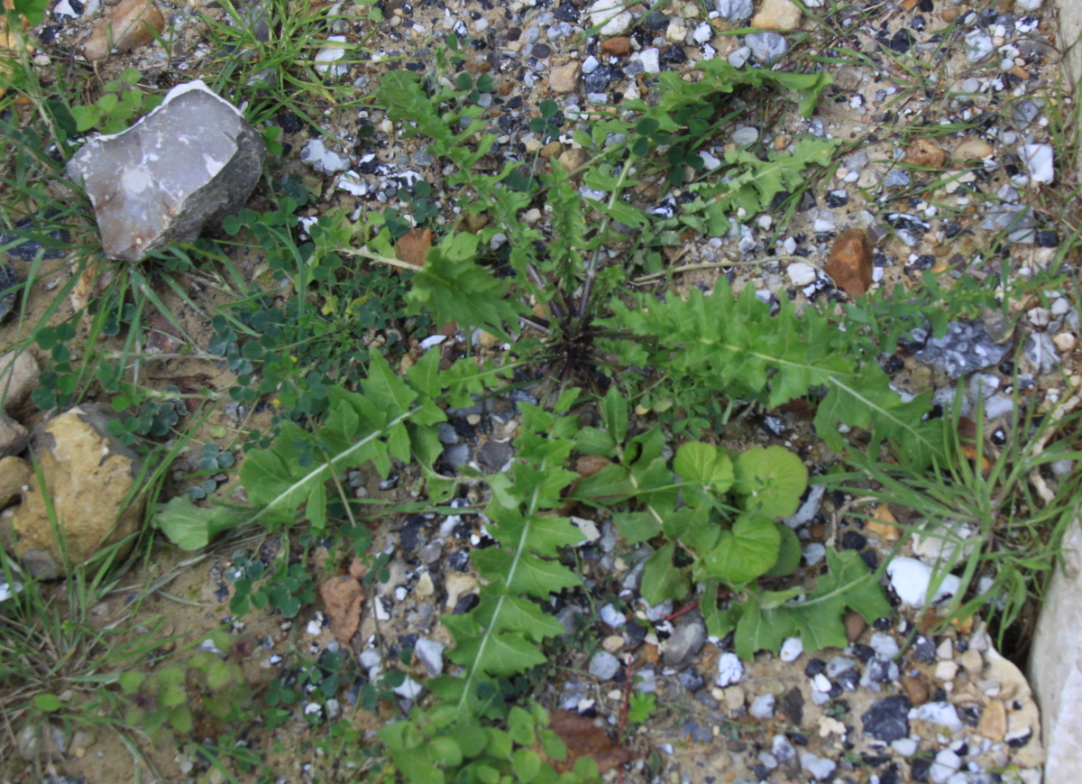Sisymbrium austriacum subsp. chrysanthum (door Peter Meininger)