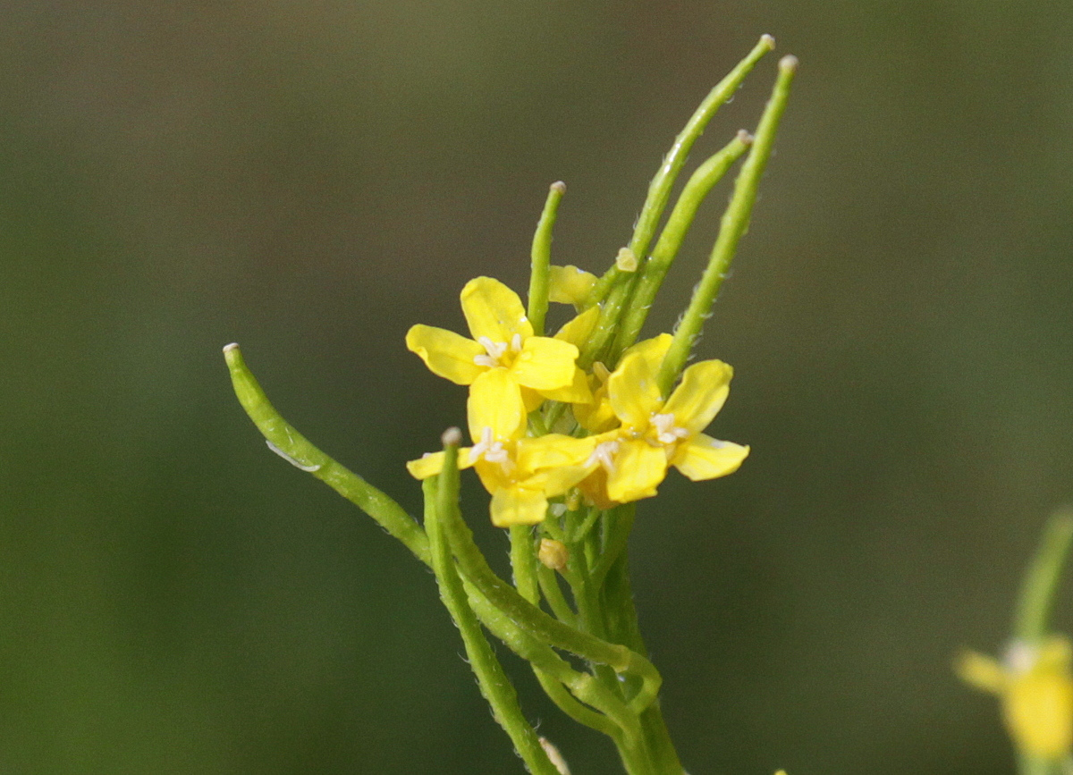 Sisymbrium austriacum subsp. chrysanthum (door Peter Meininger)