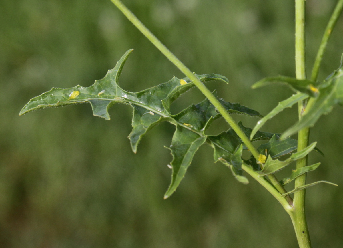 Sisymbrium austriacum subsp. chrysanthum (door Peter Meininger)