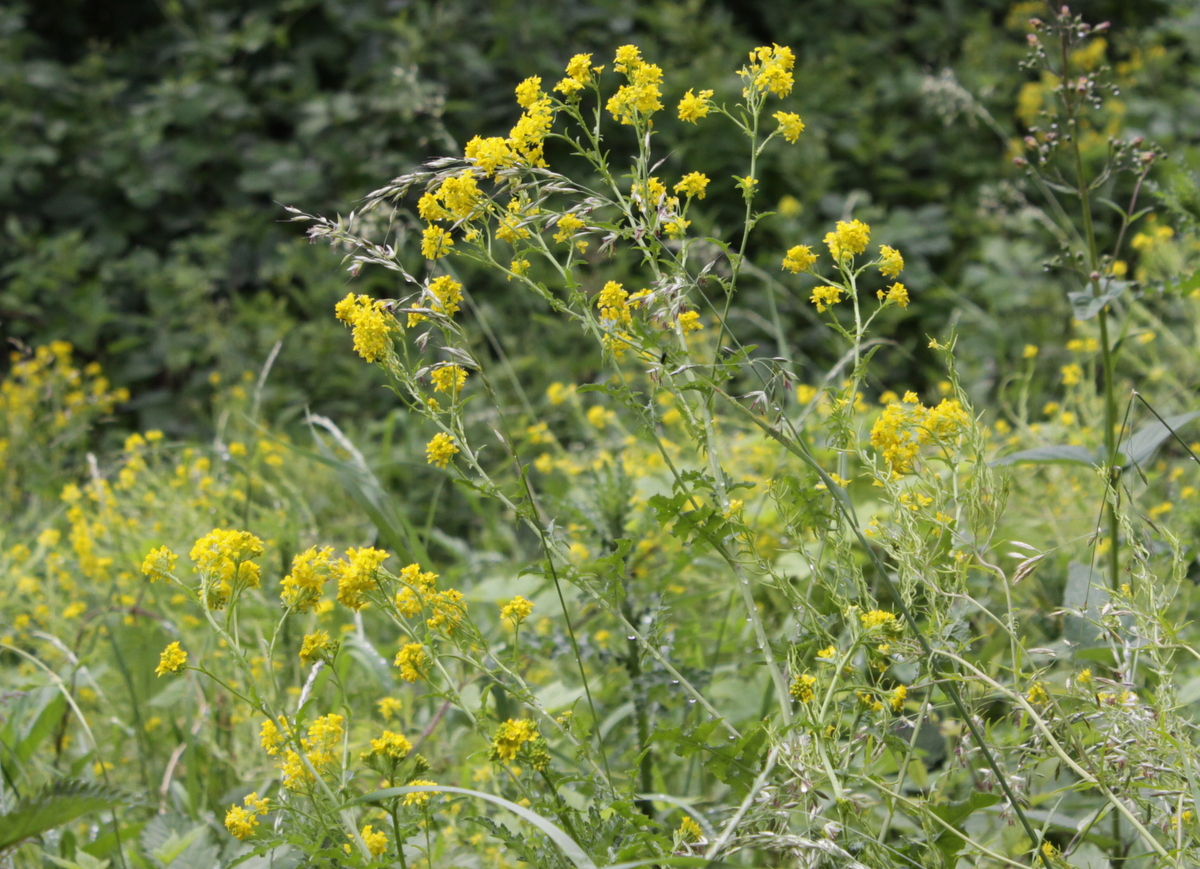 Sisymbrium austriacum subsp. chrysanthum (door Peter Meininger)