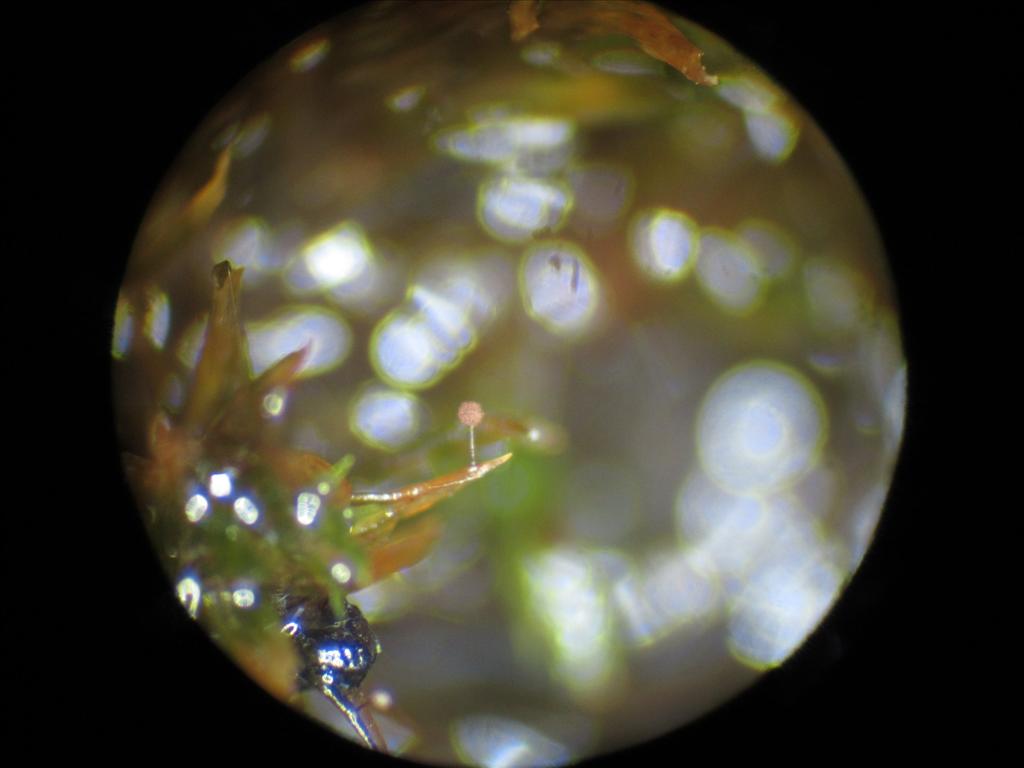 Macbrideola cornea (door Marian Jagers)