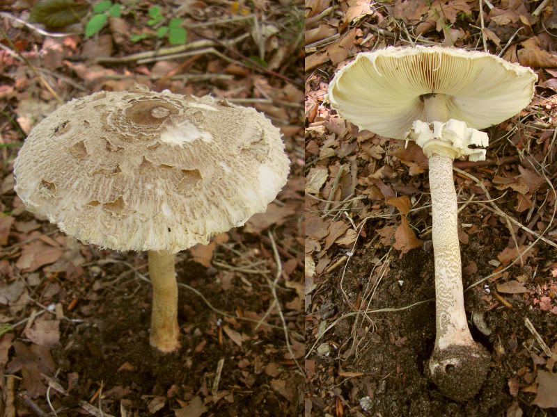 Macrolepiota fuliginosa (door Aldert Gutter)