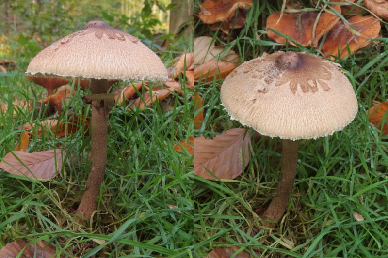 Macrolepiota fuliginosa (door Aldert Gutter)