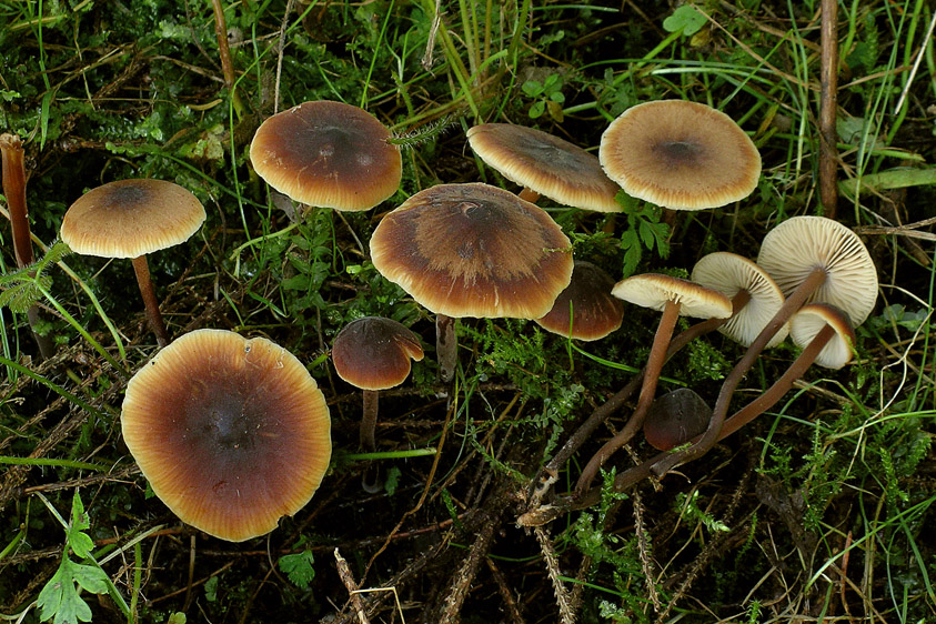 Macrocystidia cucumis var. cucumis (door Henk Huijser)