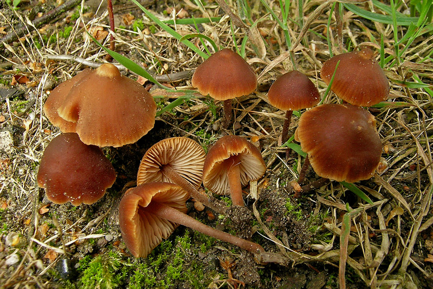 Macrocystidia cucumis var. latifolia (door Henk Huijser)