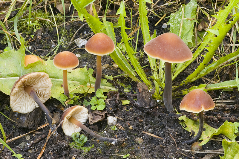 Macrocystidia cucumis (door Nico Dam)