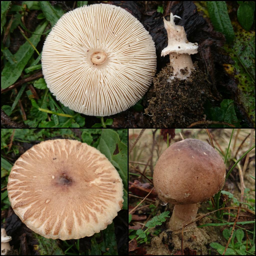 Macrolepiota excoriata (door Michel Beeckman)