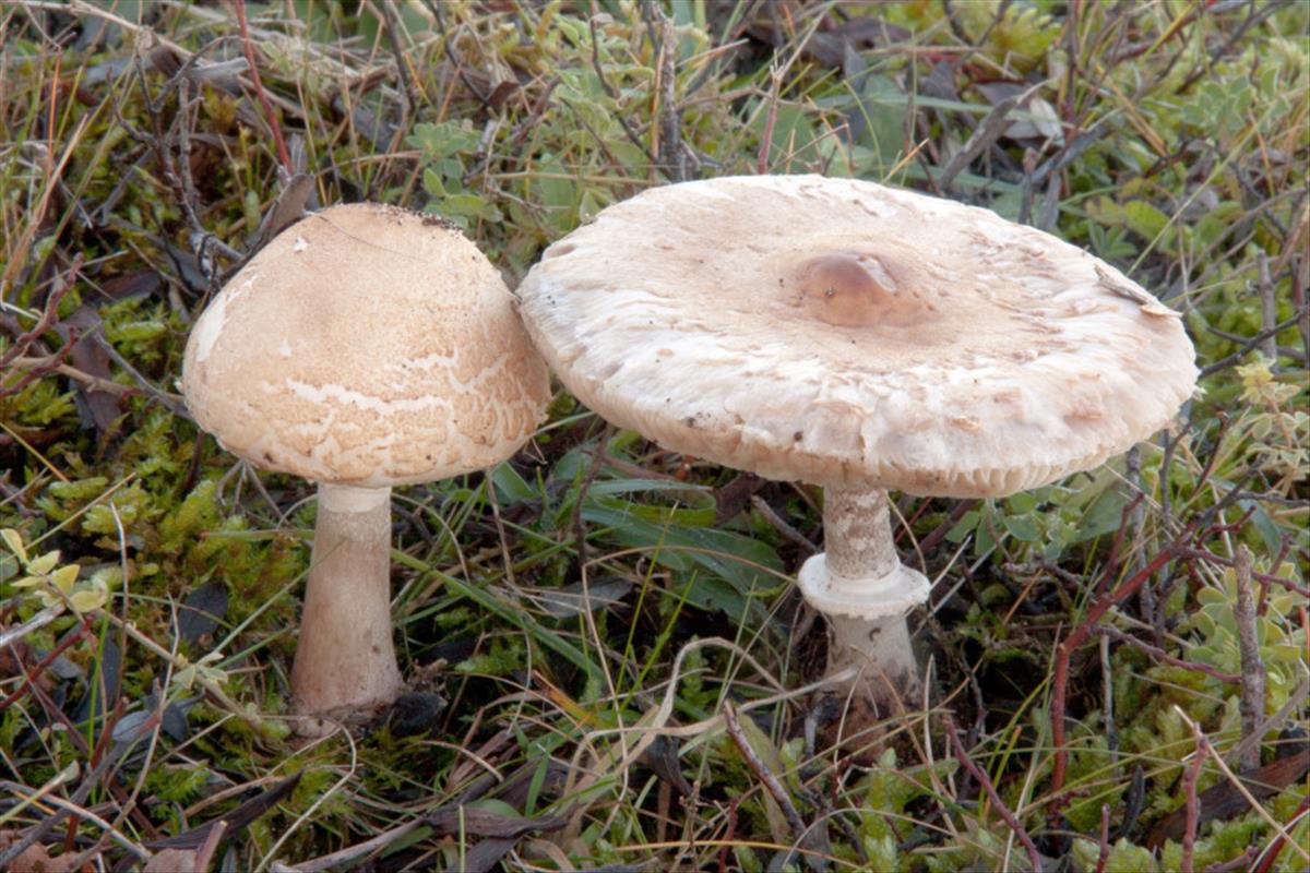 Macrolepiota excoriata (door Aldert Gutter)