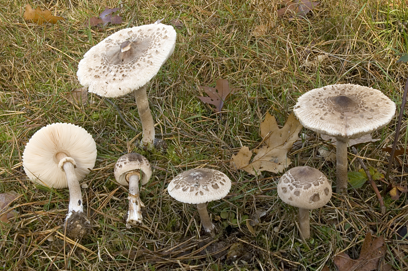 Macrolepiota mastoidea (door Nico Dam)