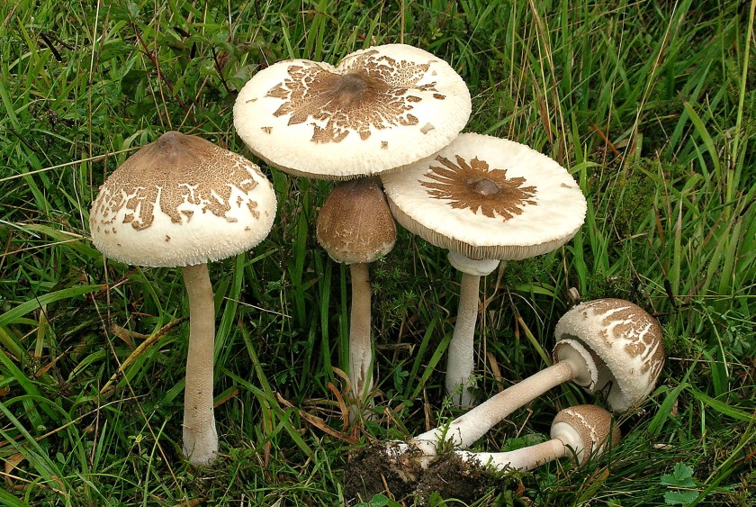 Macrolepiota mastoidea (door Henk Huijser)