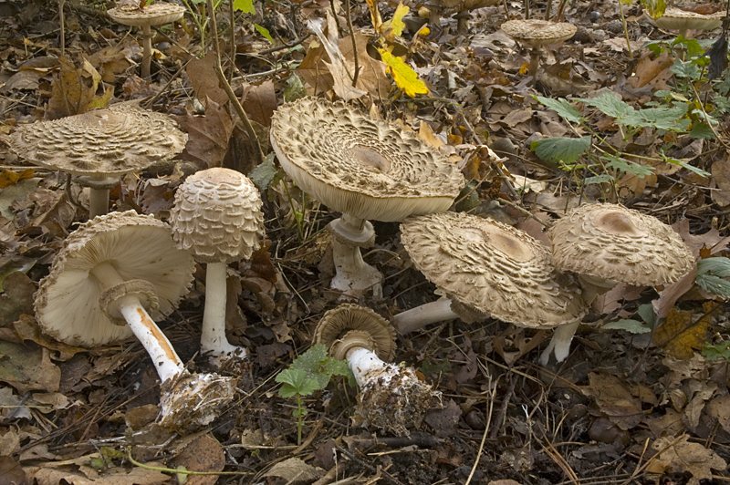 Chlorophyllum olivieri (door Nico Dam)