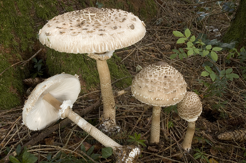 Macrolepiota procera (door Nico Dam)