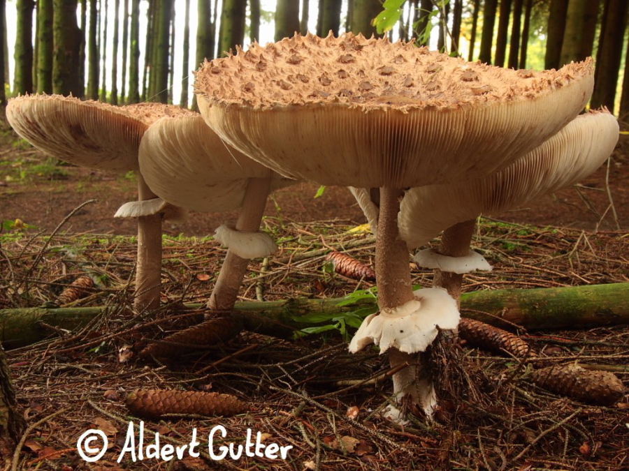 Macrolepiota procera (door Aldert Gutter)