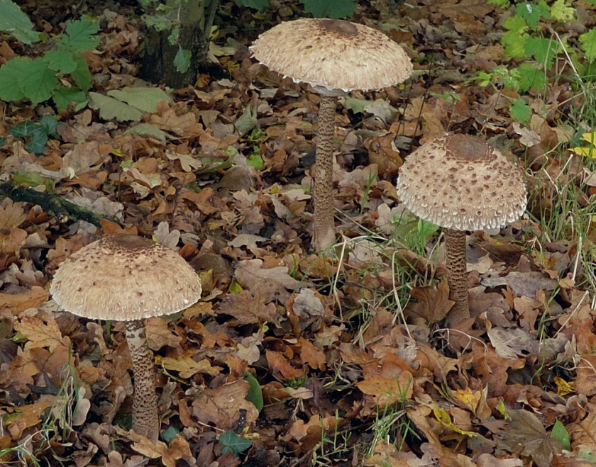 Macrolepiota procera (door Ab Baas)