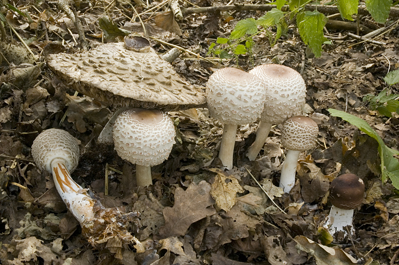 Chlorophyllum rhacodes (door Nico Dam)